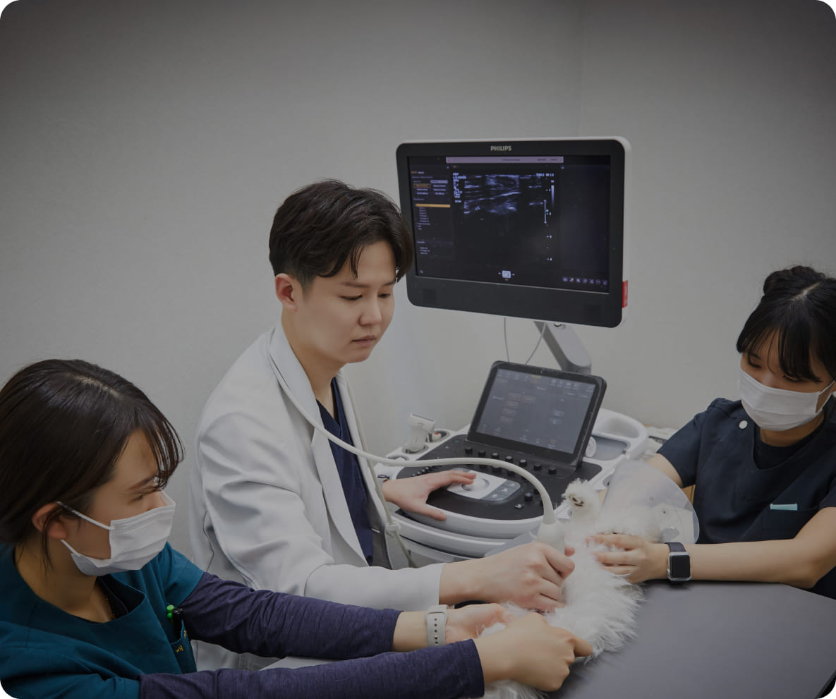 4D 심장초음파 장비로 정밀진단